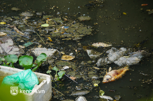   Dead fish mixed with garbage floating on Nhieu Loc - Thi Nghe canal in Ho Chi Minh City - Photo 5.