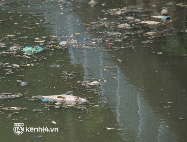   Dead fish mixed with garbage floating on Nhieu Loc - Thi Nghe canal in Ho Chi Minh City - Photo 7.
