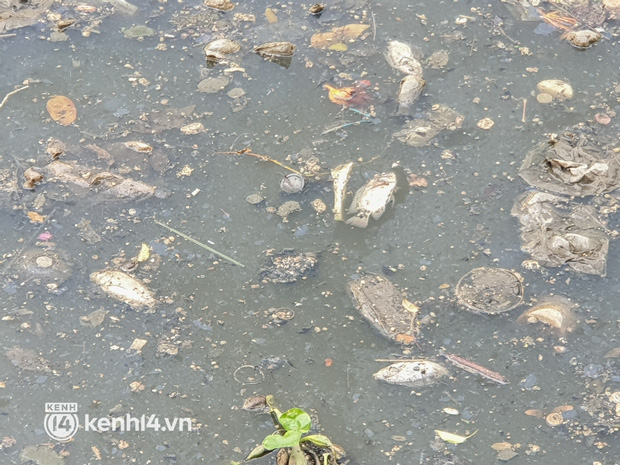   Dead fish mixed with garbage floating on Nhieu Loc - Thi Nghe canal in Ho Chi Minh City - Photo 10.