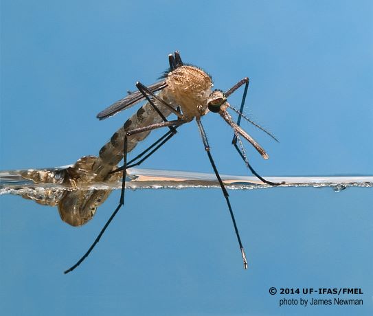 Khi thuốc diệt muỗi không giết được chúng, những con muỗi đang ngày một mạnh hơn - Ảnh 6.