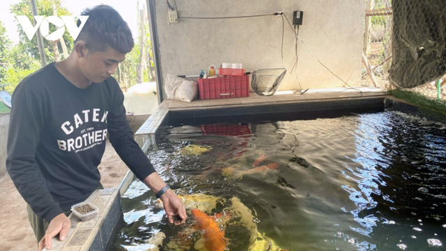 Raising Koi fish, young people in the mountain town make billions of money every year - Photo 1.