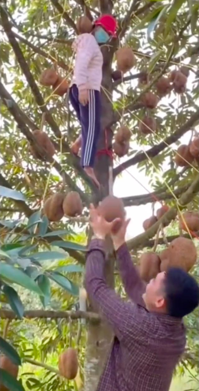   The strangest durian tree in the world because of its fruit... no thorns, when it was cut into the net, people were even more surprised - Photo 2.