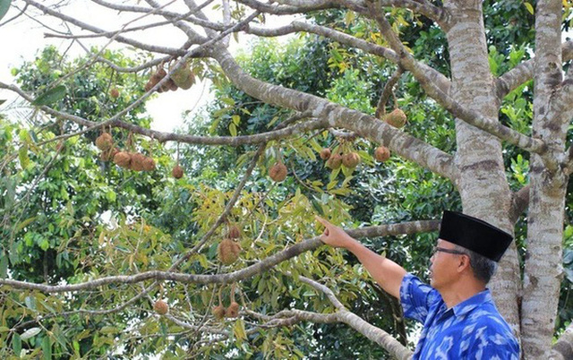   The strangest durian tree in the world because it gives fruit... no thorns, when it's cut inside, people are even more surprised - Photo 7.