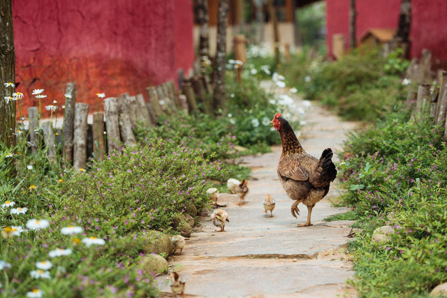   Leaving the city to go to the forest to do farmstay is not letting go of the fast pace of life, it's a busy job - Photo 1.