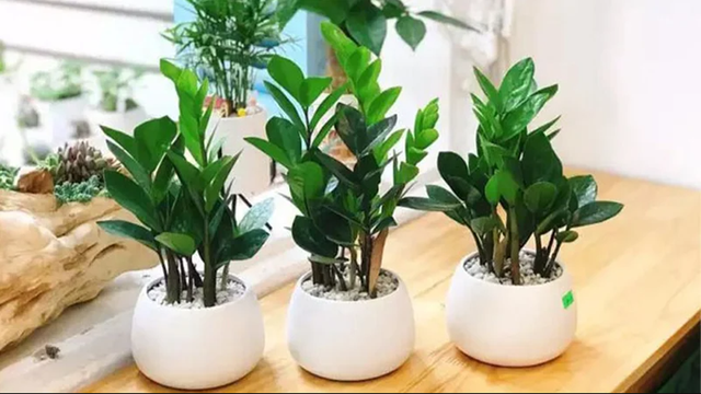 5 loại cây được NASA khuyên trồng trong nhà, vừa giúp lọc khí vừa mang lại may mắn cho gia chủ - Ảnh 7.