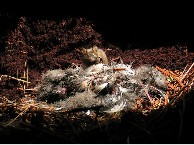 Bị con người bỏ lại trên đảo hoang 200 năm, những con chuột nhà đã tiến hóa thành một loài ăn thịt khát máu - Ảnh 4.