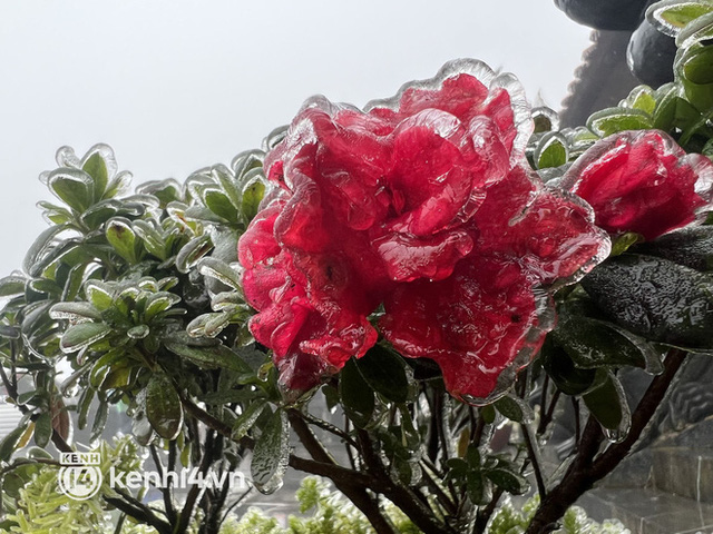  Băng giá bao phủ đỉnh Fansipan, cảnh tượng kỳ thú khiến du khách thích mê ngày cuối tháng Ba  - Ảnh 1.