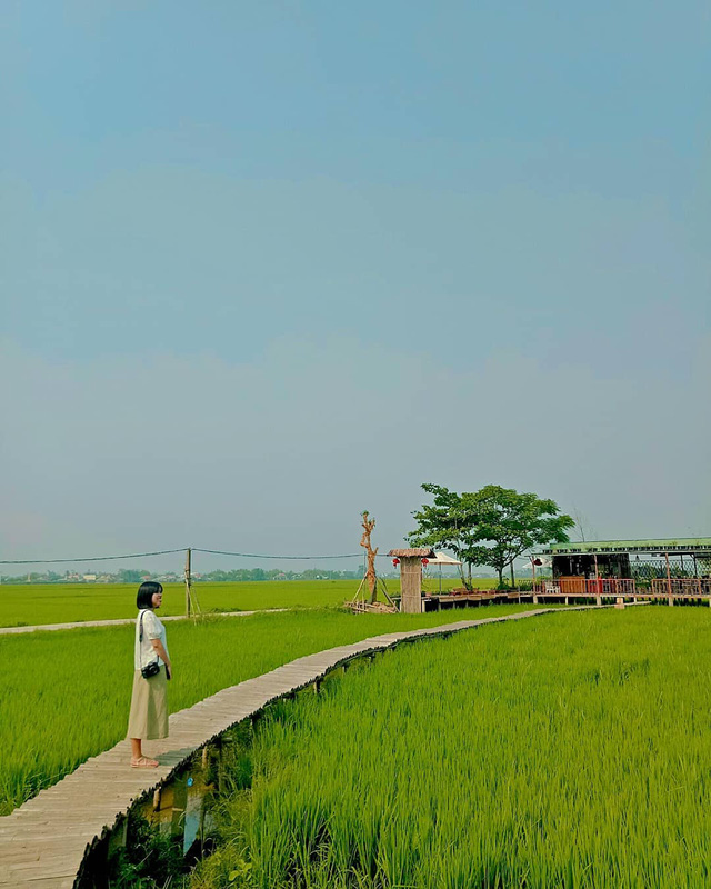   This year's tourism trend is not the sea view or the hill view, but the eye-catching green field or field - Photo 11.