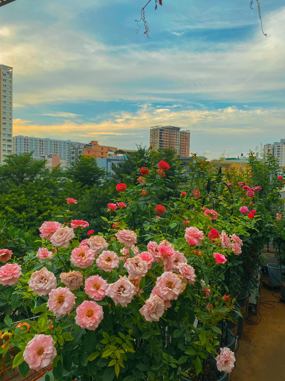 Vườn Hoa Hồng - Một không gian xanh tươi mát, những bông hoa hồng sáng màu rực rỡ, mùi hương thơm ngát lan tỏa khắp vườn. Hãy tham quan vườn hoa hồng để tận hưởng khoảnh khắc thư giãn, tăm tia hương vị của thiên nhiên.