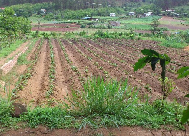 Agricultural land fever, investors put down money despite the risks - Photo 1.