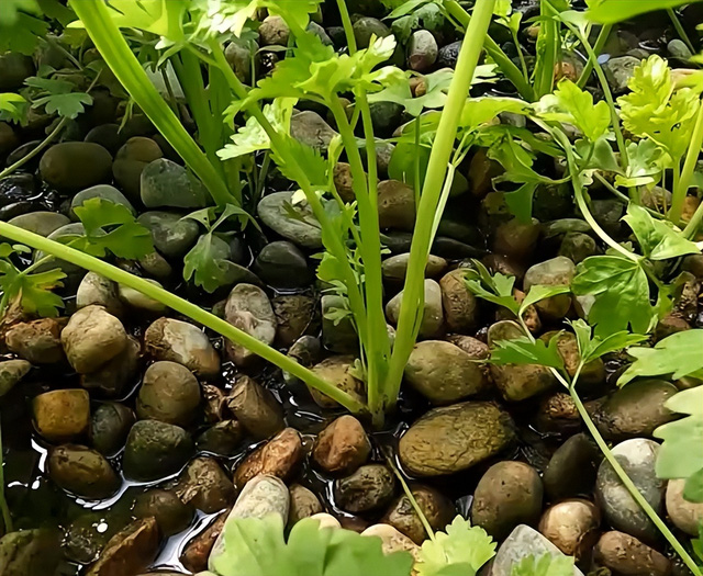 Mô hình Aquaponics  Trồng rau nuôi cá sân thượng năng suất cao