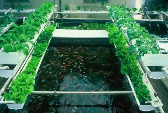 Làm giàu từ nuôi cá trồng rau: Người đàn ông kiếm130 tỷ đồng mỗi năm nhờ mô hình nuôi cá không cần thay nước, trồng rau không cần bón phân - Ảnh 5.