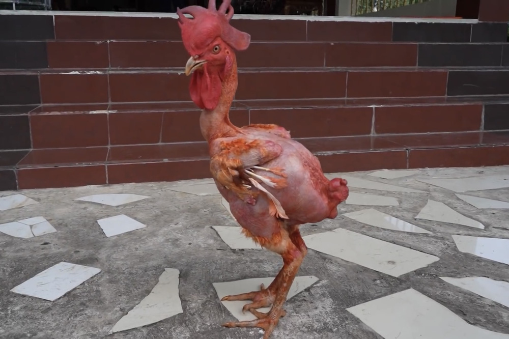 Chú gà đột biến của thiếu gia miền Tây: Không có lông, đeo dây chuyền vàng, tắm xà bông