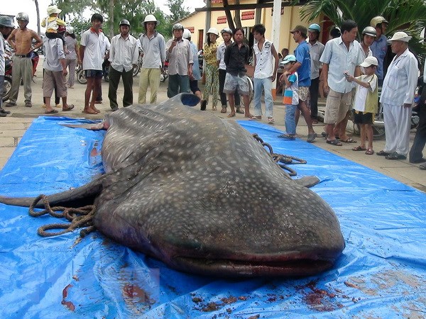 Linh thiêng nghĩa địa cá Ông - nơi ẩn chứa một trong những tín ngưỡng thờ cúng cổ xưa nhất, đức tin sâu thẳm của ngư dân bám biển - Ảnh 8.