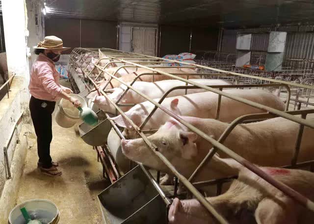 Giá thức ăn chăn nuôi tăng, giá lợn thấp, nhiều hộ chăn nuôi bỏ nghề - Ảnh 1.