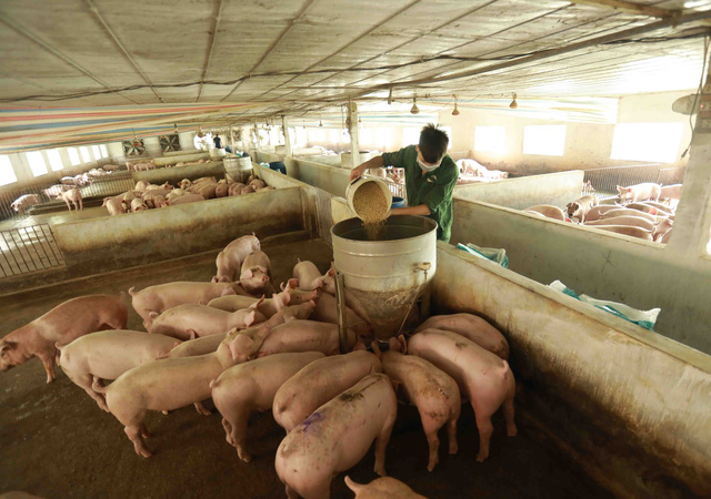 The price of animal feed increased, the price of pigs was low, many raising households quit their jobs - Photo 2.