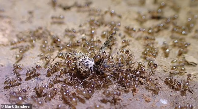  Bạo phát bạo tàn: Số phận nghiệt ngã của loài kiến điên ở Texas  - Ảnh 4.