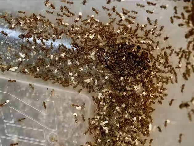  Bạo phát bạo tàn: Số phận nghiệt ngã của loài kiến điên ở Texas  - Ảnh 13.