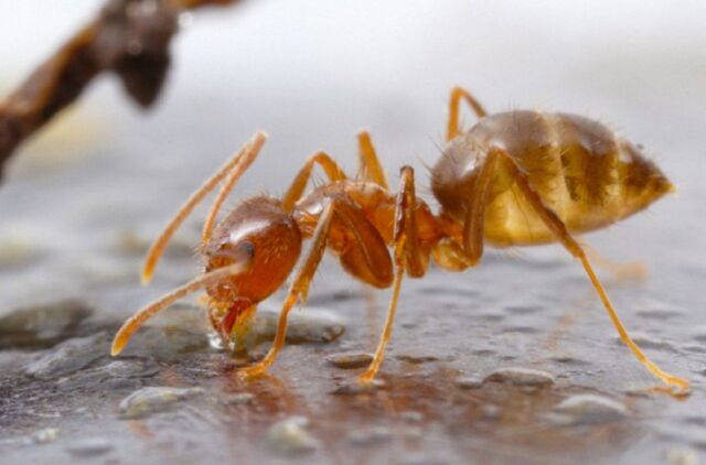  Bạo phát bạo tàn: Số phận nghiệt ngã của loài kiến điên ở Texas  - Ảnh 1.