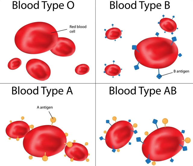   Why do we have different blood types?  - Photo 1.