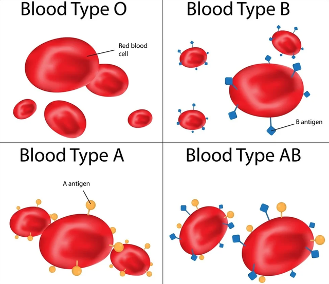  Tại sao chúng ta có các nhóm máu khác nhau? - Ảnh 1.