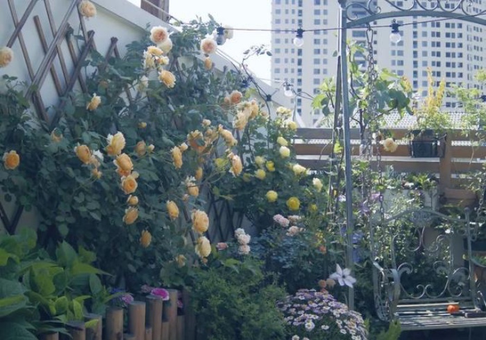Bà mẹ trẻ trồng cả vườn hồng trên sân thượng rộng 33m² - Ảnh 2.