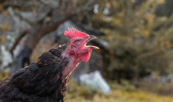 Why are hens imitating the crowing of a rooster considered a bad omen and often killed?  - Photo 2.