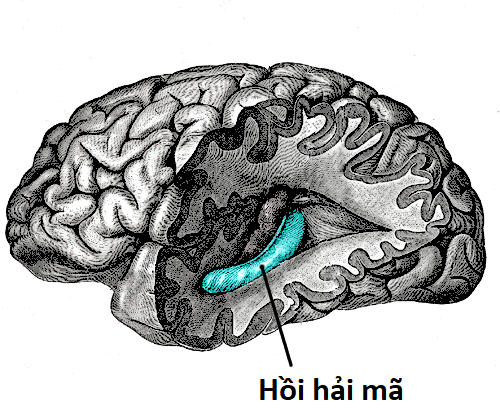 Não bộ là cỗ máy tính lượng tử tự tưởng tượng ra ảo giác về toán học - Ảnh 7.