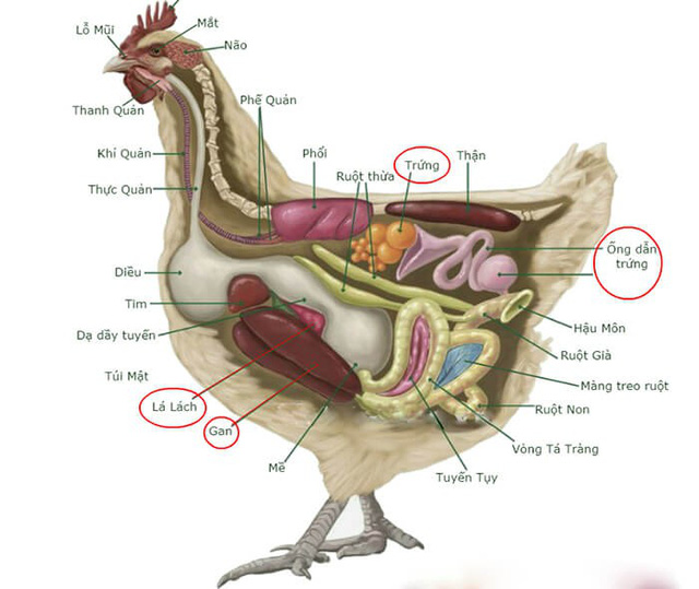 Why are hens imitating the crowing of a rooster considered a bad omen and often killed?  - Photo 7.