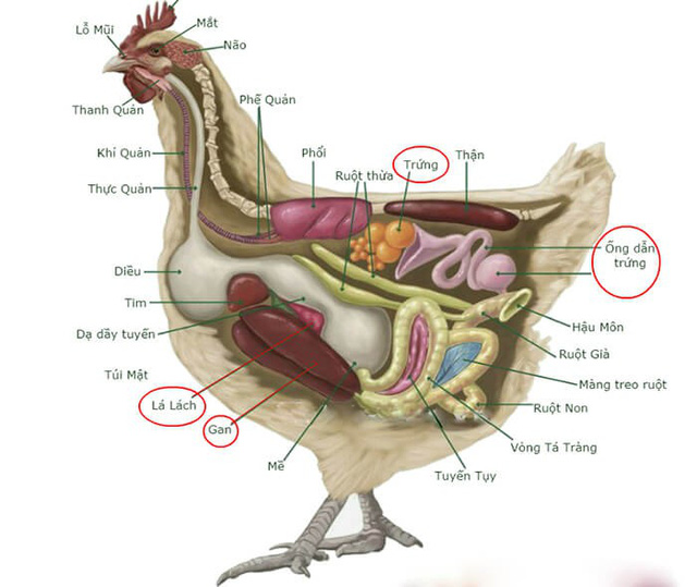 Tại sao gà mái bắt chước tiếng gáy của gà trống bị coi là điềm dữ, thường bị bắt giết? - Ảnh 7.