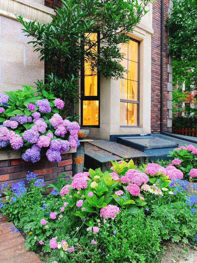 Khu vườn nhà được 2 bà cháu khéo chăm ngập tràn hoa cẩm tú cầu nở rộ đẹp tựa chốn thần tiên - Ảnh 1.