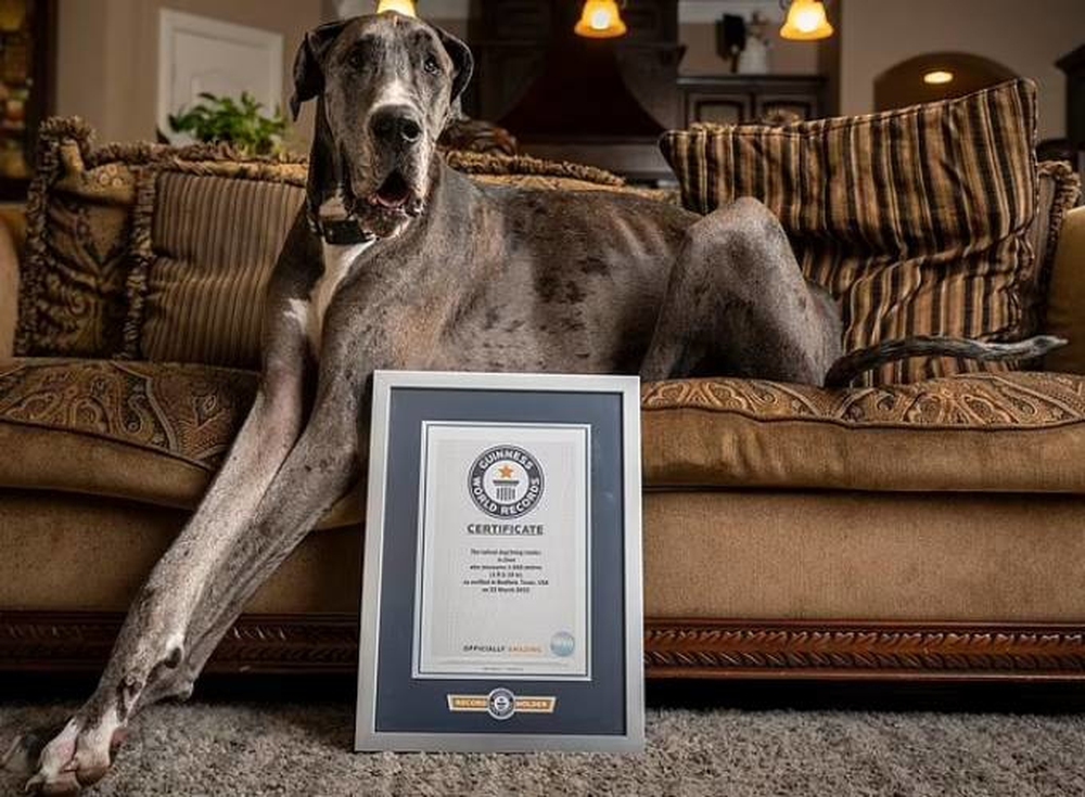 Chú chó cao nhất thế giới: Cao hơn 1m, có sức ăn khổng lồ - Ảnh 1.