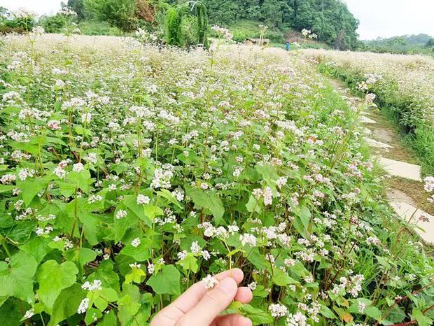 Ngỡ ngàng ngắm hoa tam giác mạch trái mùa ở Hà Giang khiến nhiều du khách không khỏi ngạc nhiên và thích thú - Ảnh 7.