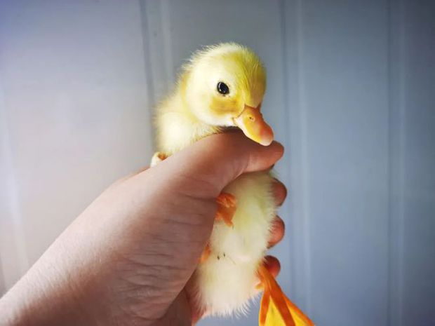  Trào lưu nuôi vịt gọi - Call Duck: Thú vui của đại gia, chấp nhận mùi hôi, tiếng kêu đinh tai vì chúng quá dễ thương - Ảnh 6.