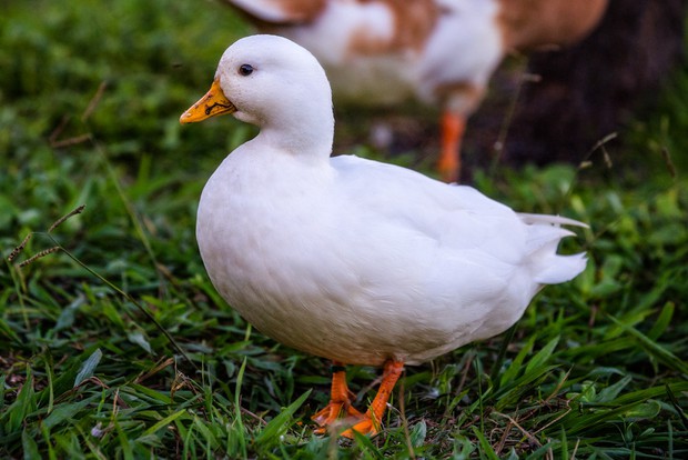  Trào lưu nuôi vịt gọi - Call Duck: Thú vui của đại gia, chấp nhận mùi hôi, tiếng kêu đinh tai vì chúng quá dễ thương - Ảnh 8.