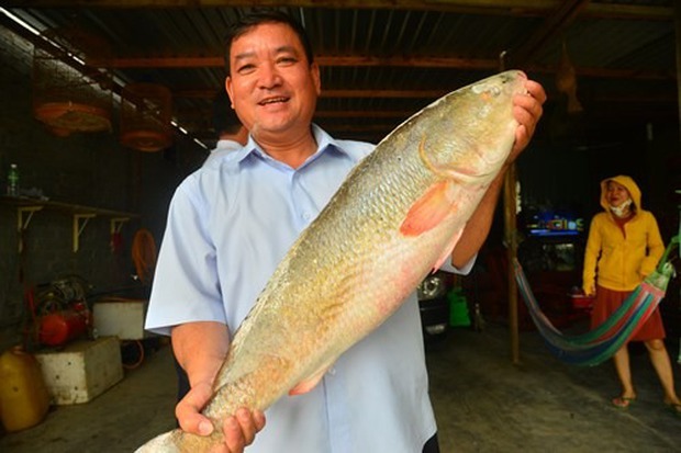   A species of fish in Vietnam is sought after by the whole world because it owns an organ that is 