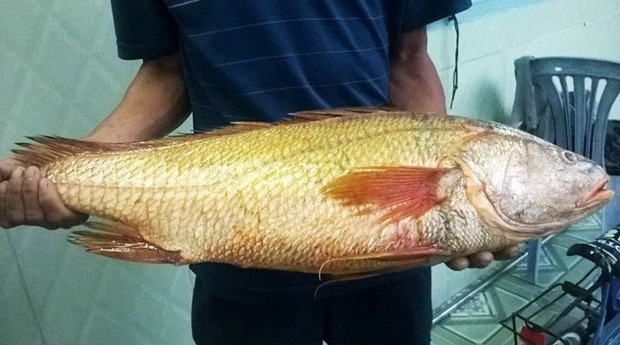  A species of fish in Vietnam is sought after by the whole world because it owns an organ that is 