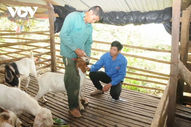 Thanh niên kiếm gần nửa tỷ đồng mỗi năm nhờ cõng dê lên núi - Ảnh 2.