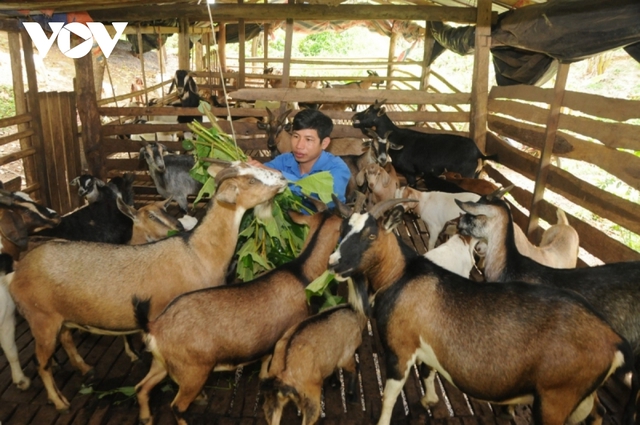 Thanh niên kiếm gần nửa tỷ đồng mỗi năm nhờ cõng dê lên núi - Ảnh 3.