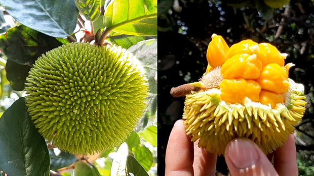 Những loại trái cây rất phổ biến ở Việt Nam nhưng lại là “nỗi ám ảnh” trong mắt người nước ngoài vì hình thù kỳ dị - Ảnh 14.