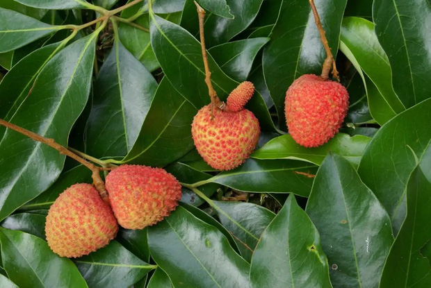 Những loại trái cây rất phổ biến ở Việt Nam nhưng lại là “nỗi ám ảnh” trong mắt người nước ngoài vì hình thù kỳ dị - Ảnh 7.