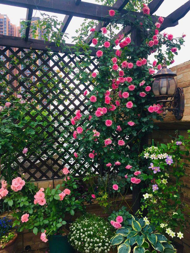 Khu vườn sân thượng độc đáo với tầng trên là hoa hồng rực rỡ, tầng dưới muôn hoa đua nở 4 mùa - Ảnh 14.