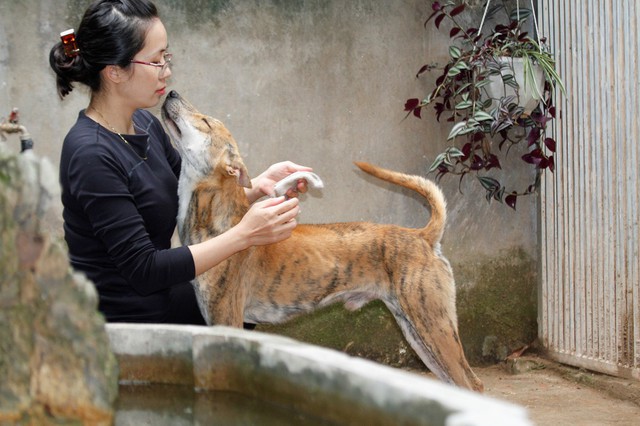 A pharmacist who is passionate about raising dogs in Phu Quoc, owns three dog kings worth a billion dong - Photo 10.