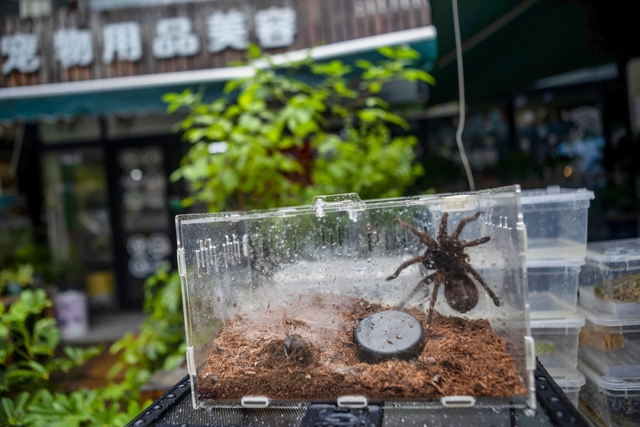 Hàng triệu con nhện đang được săn lùng như Pokemon trên thị trường chợ đen toàn cầu - Ảnh 9.