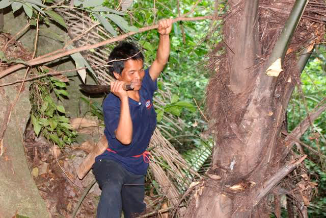   The type of wine born from a unique tree in Vietnam, more special than vodka or whiskey - Photo 4.