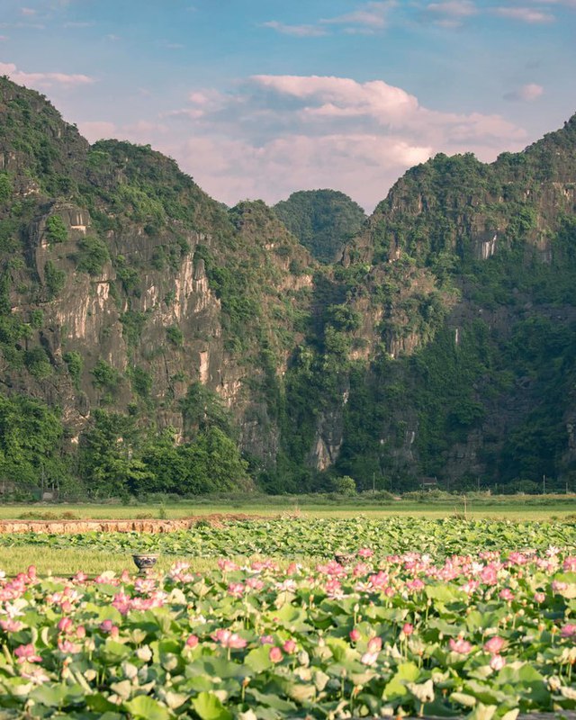 Đừng bỏ lỡ mùa sen đẹp nhất Ninh Bình: Góc nào đứng vào cũng ngút ngàn! - Ảnh 1.