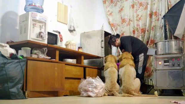Cô gái sống lang bạt chấp nhận chuyển nhà 21 lần vì nuôi 2 chú chó, và những câu chuyện chan nước mắt lẫn tiếng cười - Ảnh 3.