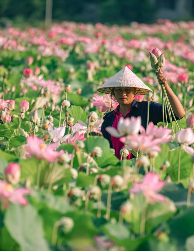 Đừng bỏ lỡ mùa sen đẹp nhất Ninh Bình: Góc nào đứng vào cũng ngút ngàn! - Ảnh 3.