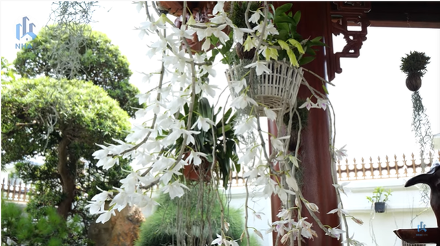 Choáng ngợp biệt thự hoa lan Năm Cánh Trắng Kinh Bắc rộng 1.000m2 nổi tiếng tại Bắc Ninh - Ảnh 4.