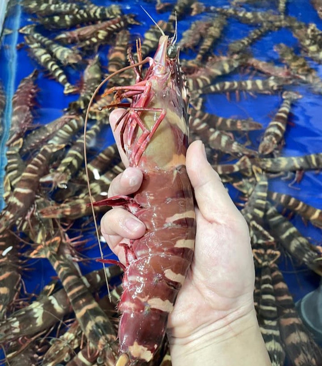 The type of shrimp cost 950k/kg, more expensive than lobster, is hunted by many people to enjoy - Photo 1.
